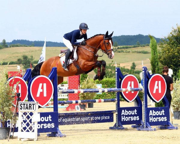 Springpferd Quick Big 3 (Oldenburger Springpferd, 2013, von Quick Orion d'Elle 189 FIN)