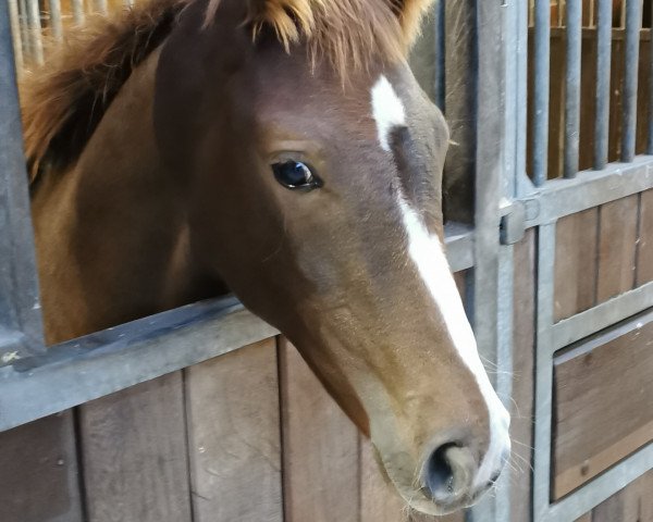 horse Zoe (Hanoverian, 2020, from Zoom) horse Zoe (Hanoverian, 2020, from Zoom)