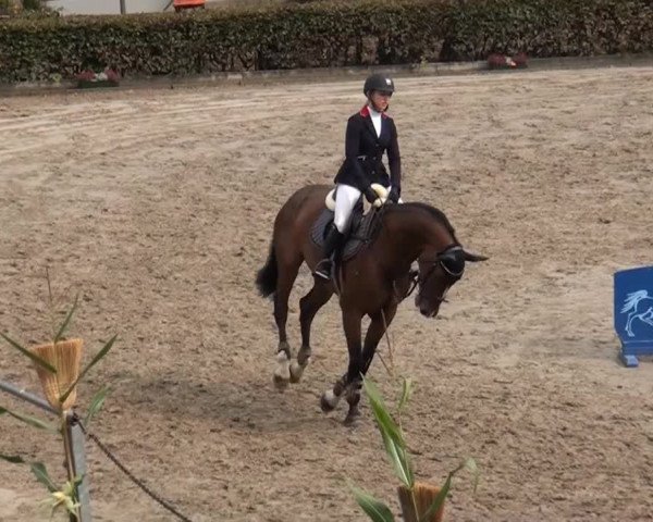 Großes Springturnier Siegen 2014