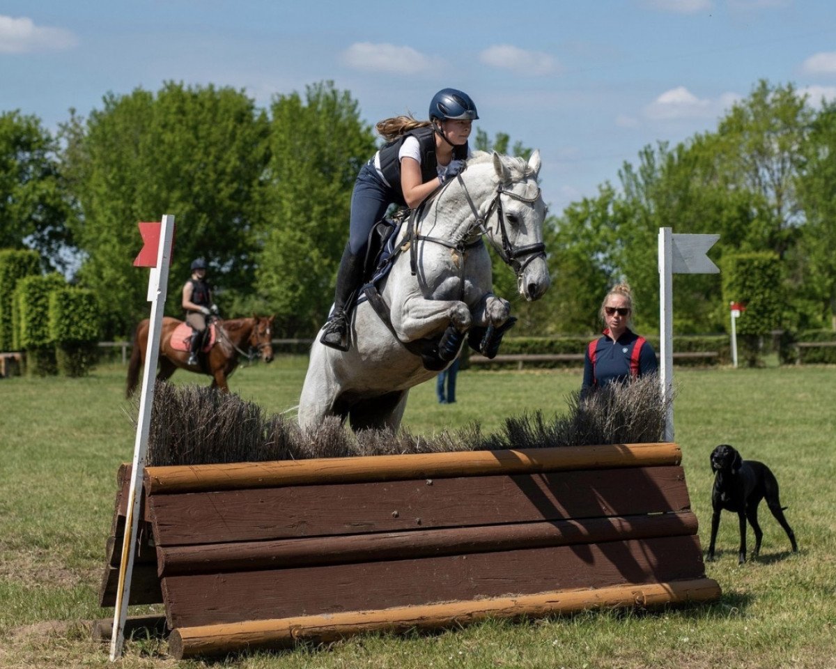 jumper Snow Flake AT (Holsteiner, 2012, from Clearway)