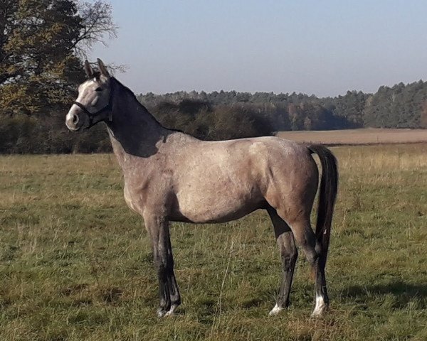 Koń skokowy Gregory Z (Zangersheide, 2018, od Gallardo)