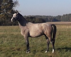 jumper Gregory Z (Zangersheide riding horse, 2018, from Gallardo)