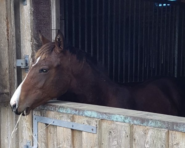 Pferd Viscadero B (Hannoveraner, 2020, von Viscerado)