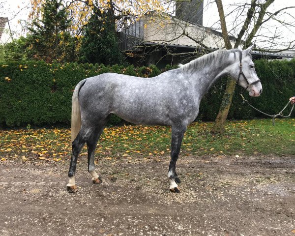 Zuchtstute Carolin (Deutsches Sportpferd, 2016, von Calidrio)