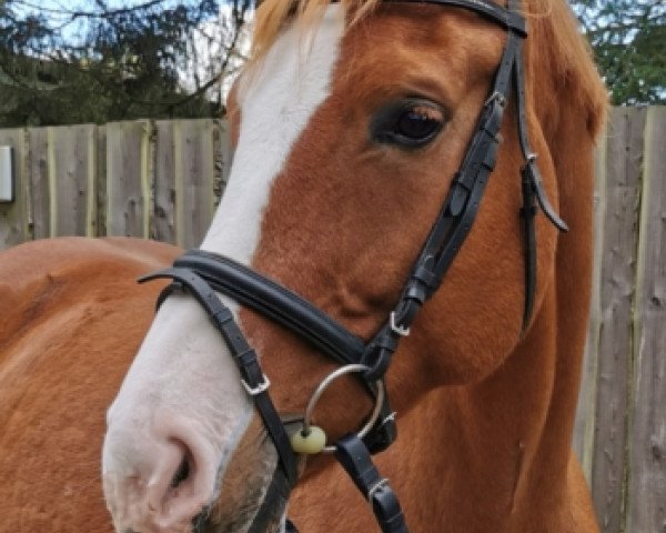 horse Candyman DH (German Sport Horse, 2013, from Countdown)