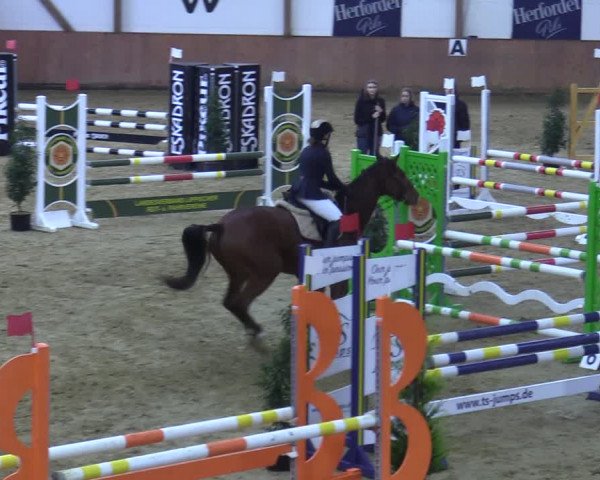 Reitturnier Bad Salzuflen 2021