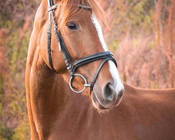 horse Feeline (Westphalian, 2007, from Farbenspiel)