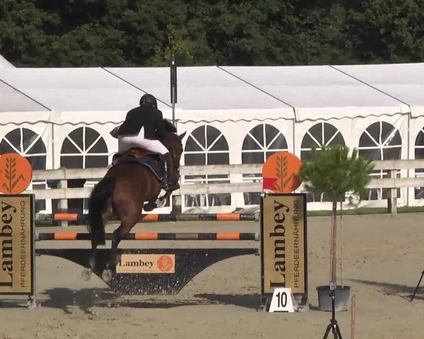 Springturnier Hubertushof RSG Linkenheim-Hochstetten 2014
