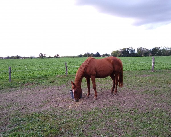 Zuchtstute Rubina (Oldenburger, 2003, von Quidam's Rubin)