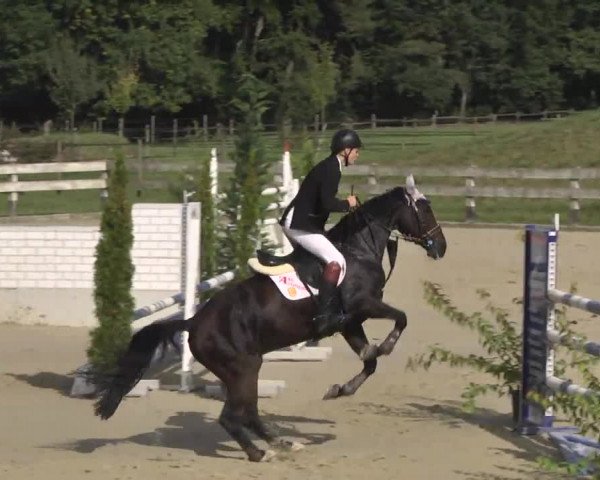 Springturnier Hubertushof RSG Linkenheim-Hochstetten 2014
