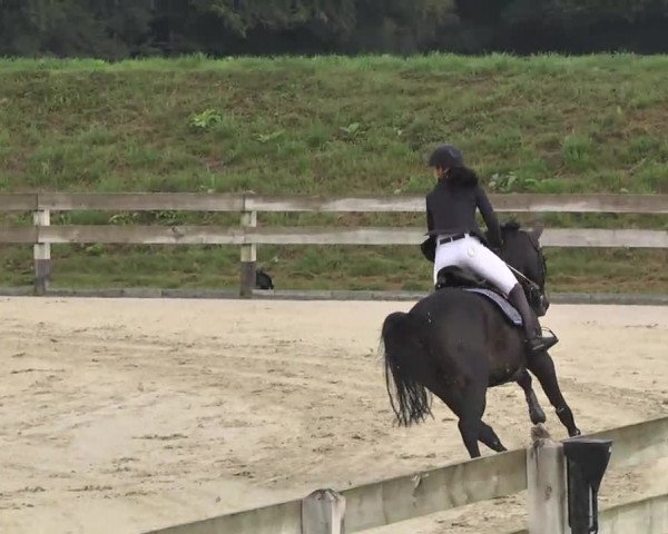 Springturnier Hubertushof RSG Linkenheim-Hochstetten 2014