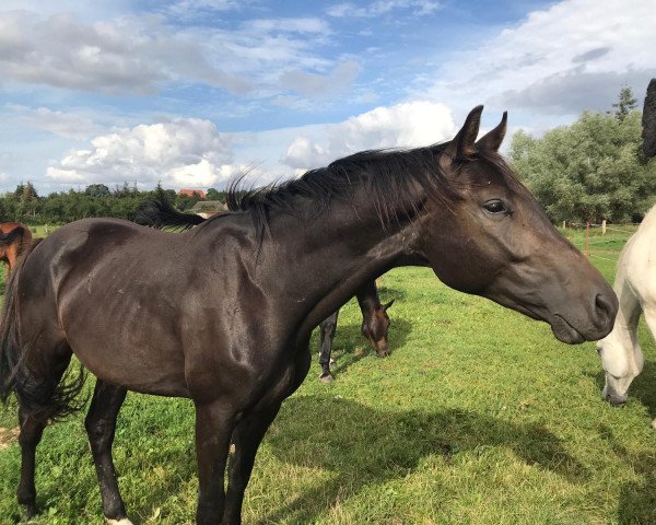 horse Calvin klein (Mecklenburg, 2018, from Comme Prevu)