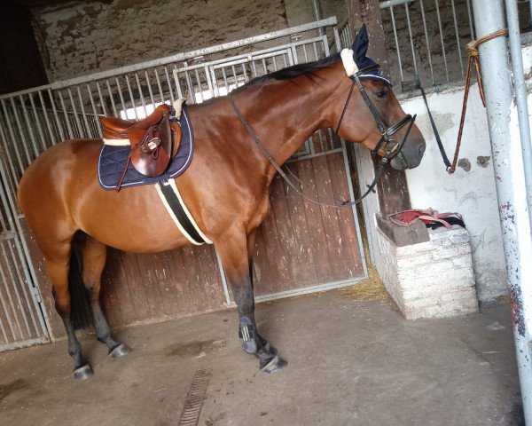 Pferd Seraphina (Deutsches Sportpferd, 2013, von Stechlin 5)