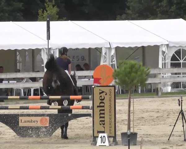 Springturnier Hubertushof RSG Linkenheim-Hochstetten 2014