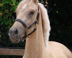 Dressurpferd Bodethal's Golden Girl (Deutsches Reitpony, 2017, von Duke of W)
