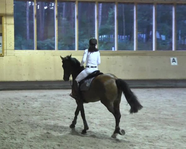 Springturnier Hubertushof RSG Linkenheim-Hochstetten 2014