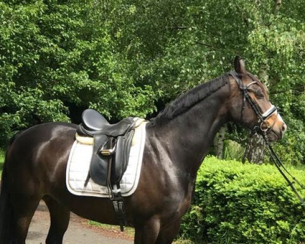 horse Esmee 8 (Westphalian, 2010, from Ehrenpreis)
