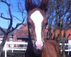 broodmare Virgina S (Hanoverian, 2015, from Toronto)