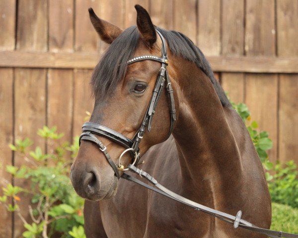 horse Chapter (Holsteiner, 2014, from Centurion)