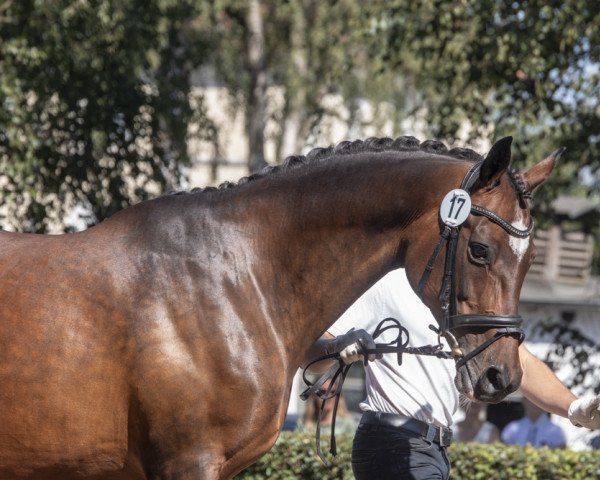 broodmare Resumé (Trakehner, 2001, from Biotop)