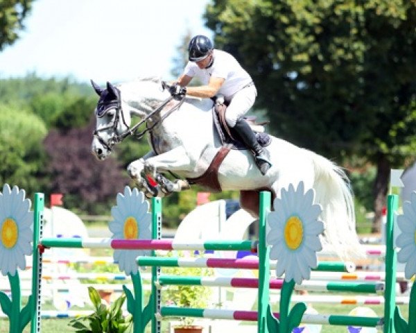 horse Camara de Mars (Selle Français, 2012, from Vauban de Ste Hermelle)
