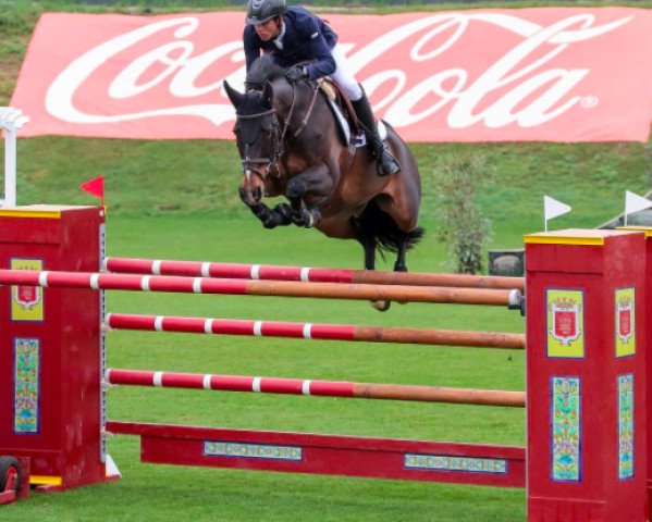 jumper Starlette de La Roque (Selle Français, 2006, from Jumpy des Fontaines)