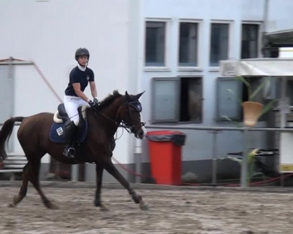 Großes Springturnier Siegen 2014