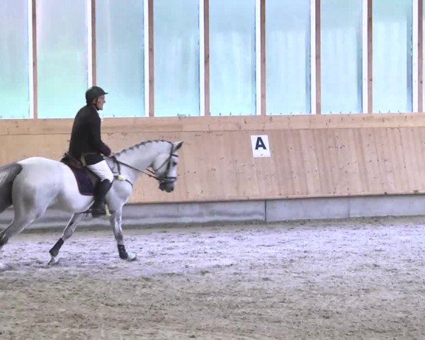 Springturnier Hubertushof RSG Linkenheim-Hochstetten 2014