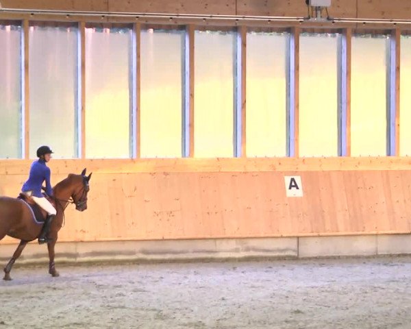 Springturnier Hubertushof RSG Linkenheim-Hochstetten 2014
