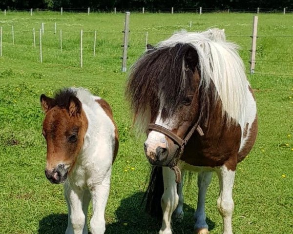 Pferd Foldhouse Indianna (Shetland Pony (unter 87 cm), 2011)