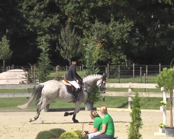 Springturnier Hubertushof RSG Linkenheim-Hochstetten 2014