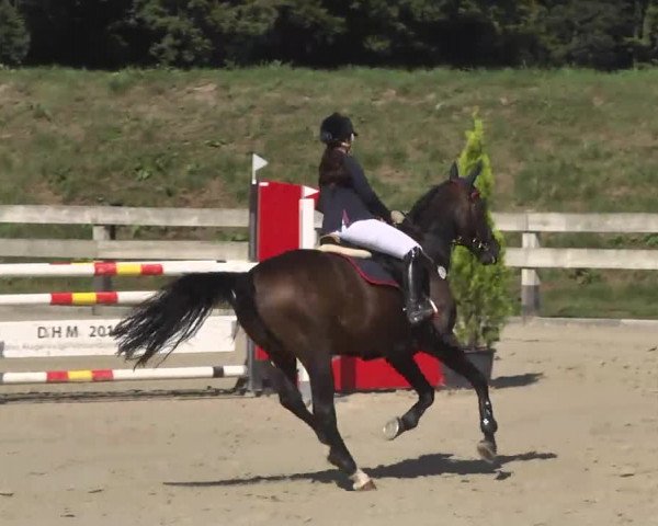 Springturnier Hubertushof RSG Linkenheim-Hochstetten 2014