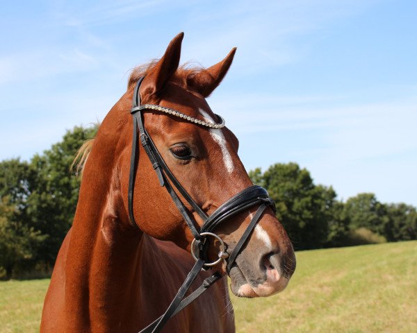 dressage horse Lasha Tunbai (Hanoverian, 2014, from Londontime)