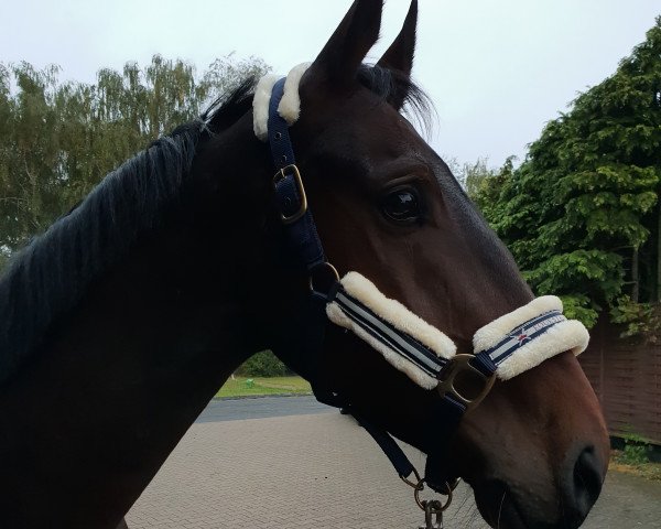 Springpferd Calino de Luze (Hannoveraner, 2016, von Chaman)
