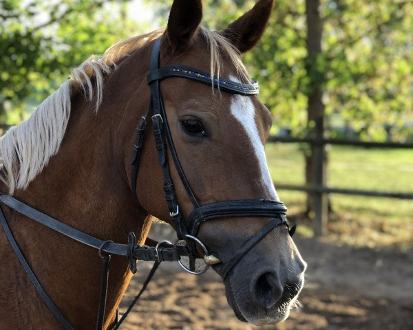 jumper Navienne J. (German Riding Pony, 2006, from Natango)