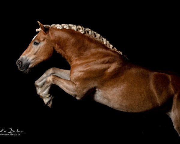 dressage horse Wildsturm (Haflinger, 2011, from Wüstenstern)
