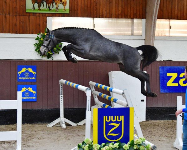 stallion Codex Diaz Z (Zangersheide riding horse, 2017, from Codex One)