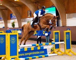 Deckhengst Kazan Z (KWPN (Niederländisches Warmblut), 2015, von Baloubet du Rouet)