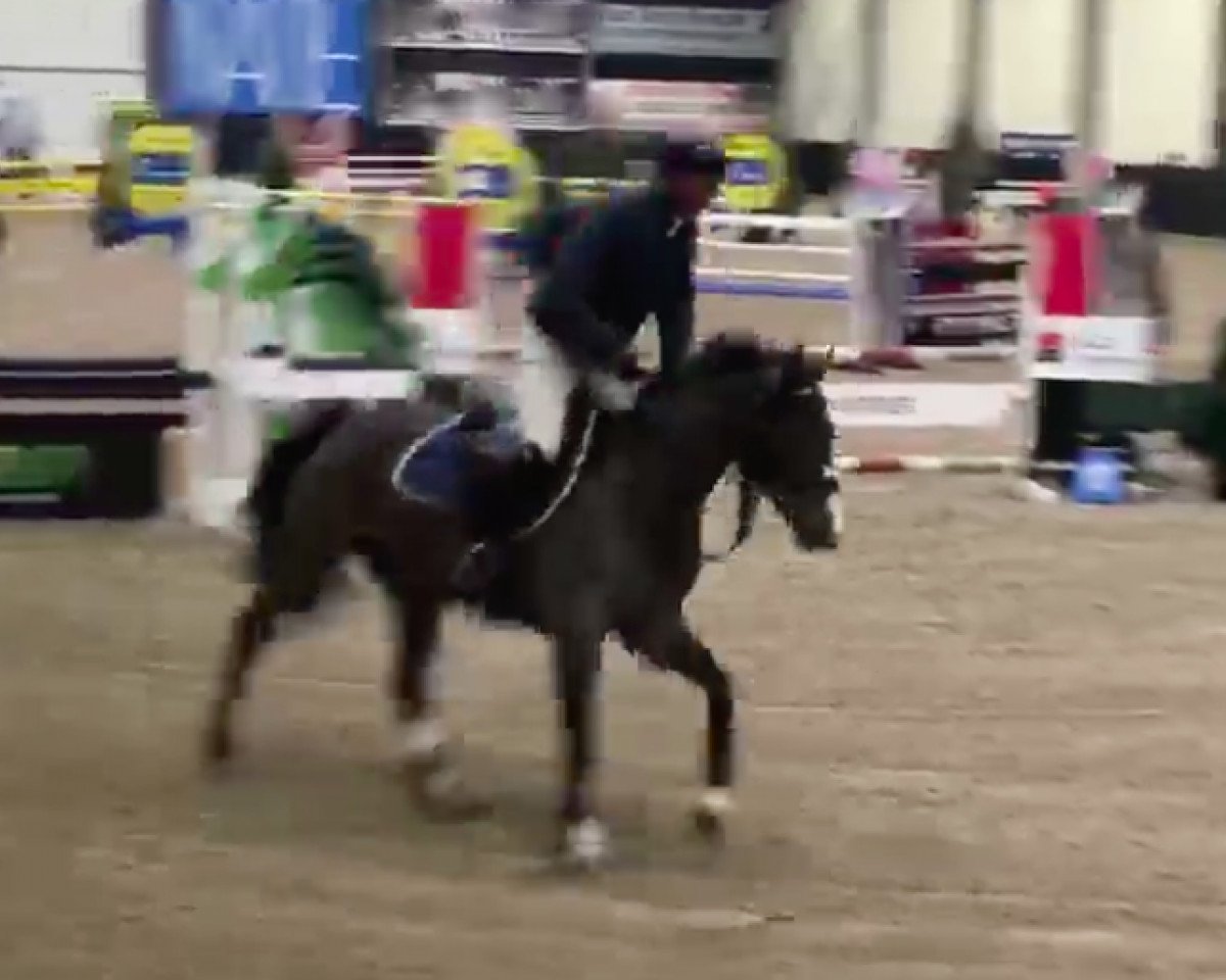 broodmare Burbery de Kreisker (Selle Français, 2011, from Tinka's Boy)