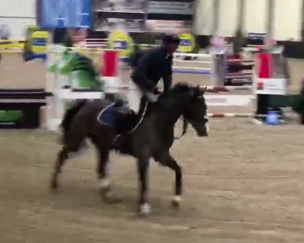 broodmare Burbery de Kreisker (Selle Français, 2011, from Tinka's Boy)