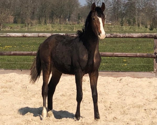 Cavallo da salto Orion (KWPN (Warmblood olandese), 2019, di Wedgwood)