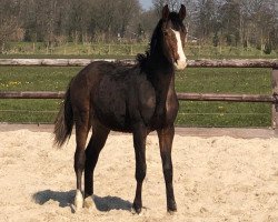 jumper Orion (KWPN (Royal Dutch Sporthorse), 2019, from Wedgwood)