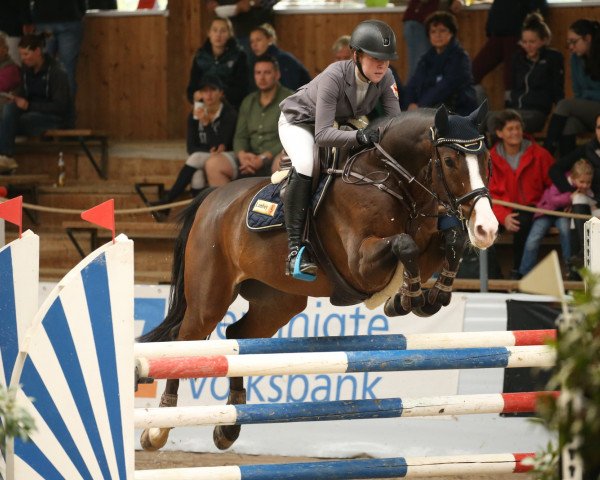 Springpferd Eaton (KWPN (Niederländisches Warmblut), 2009, von Ustinov)
