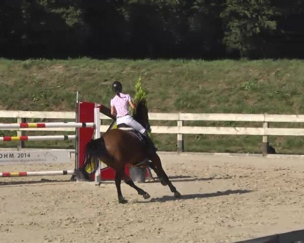 Springturnier Hubertushof RSG Linkenheim-Hochstetten 2014