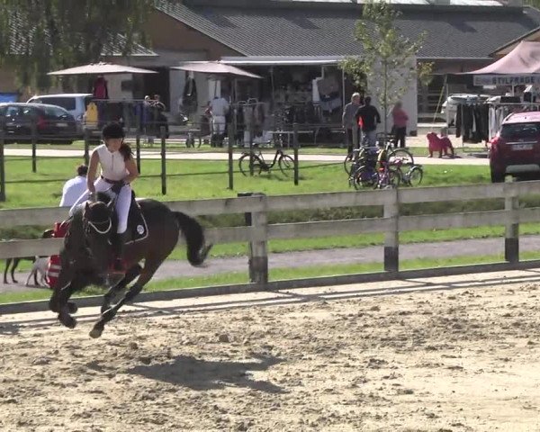 Springturnier Hubertushof RSG Linkenheim-Hochstetten 2014