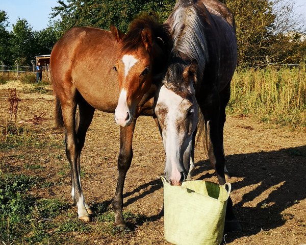 horse Elegantos Dream (German Sport Horse, 2020, from Nice Dannon xx)