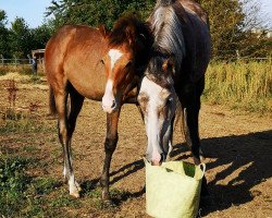 horse Elegantos Dream (German Sport Horse, 2020, from Nice Dannon xx)