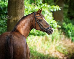 dressage horse Sir Cimmy (Welsh Mix, 2009, from Xequoia Croeso Cymreig)