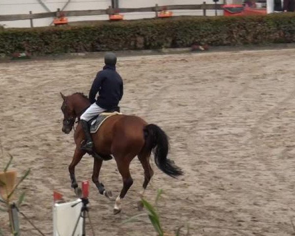 Großes Springturnier Siegen 2014