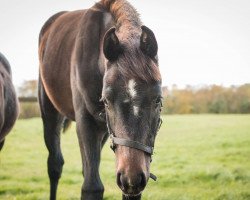 Pferd Keanu (Holsteiner, 2020, von Keaton HV)